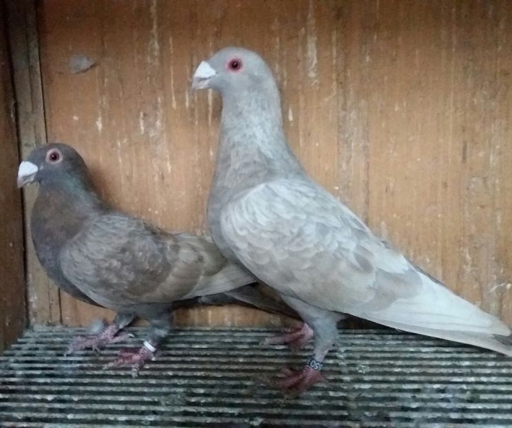 20200321_174946(0)-1 - VOIAJOR DE FRUMUSETE SAU STIL VECHI