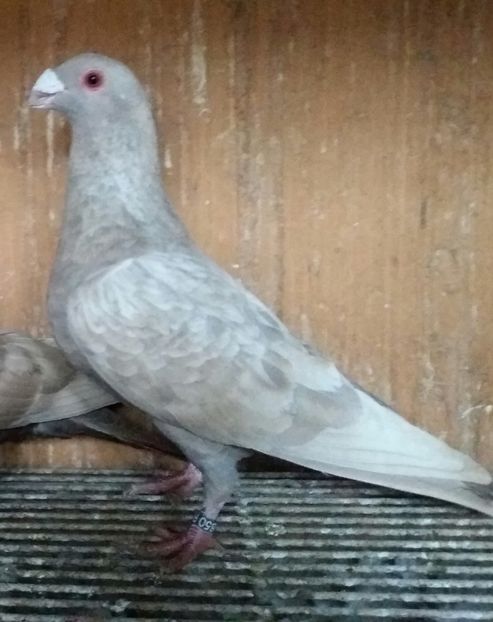 20200321_174946-1 - VOIAJOR DE FRUMUSETE SAU STIL VECHI