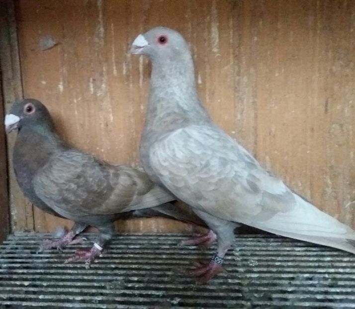 20200321_174946-2 - VOIAJOR DE FRUMUSETE SAU STIL VECHI