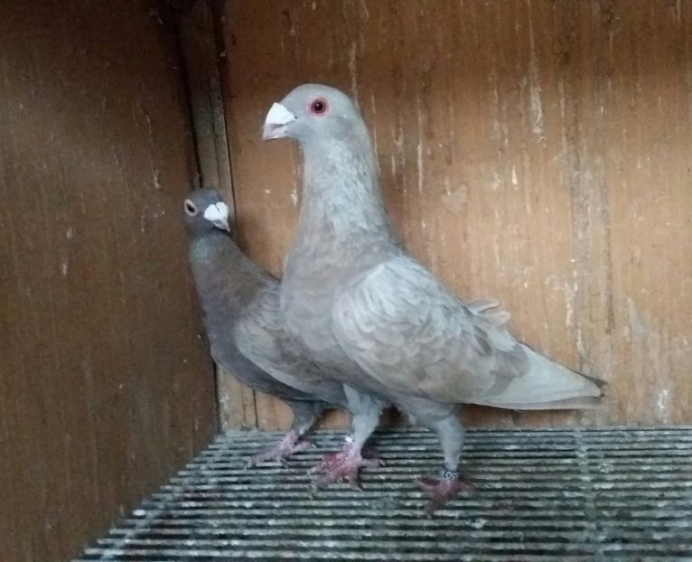 20200321_174937-1 - VOIAJOR DE FRUMUSETE SAU STIL VECHI