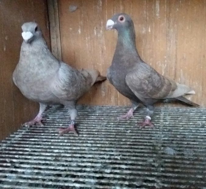 20200321_174915-1 - VOIAJOR DE FRUMUSETE SAU STIL VECHI