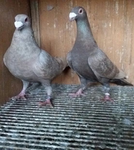 20200321_174912-1 - VOIAJOR DE FRUMUSETE SAU STIL VECHI