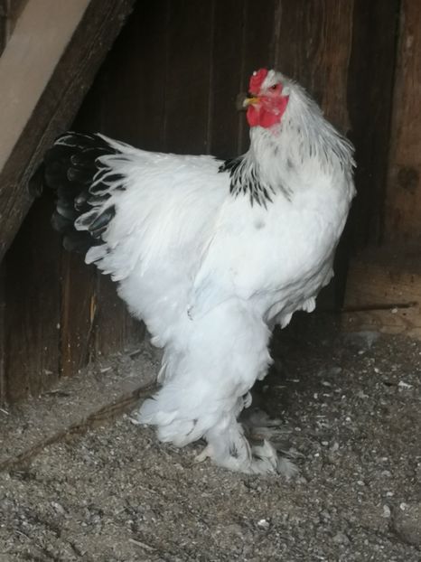  - De vânzare Brahma HD-VANDUTE
