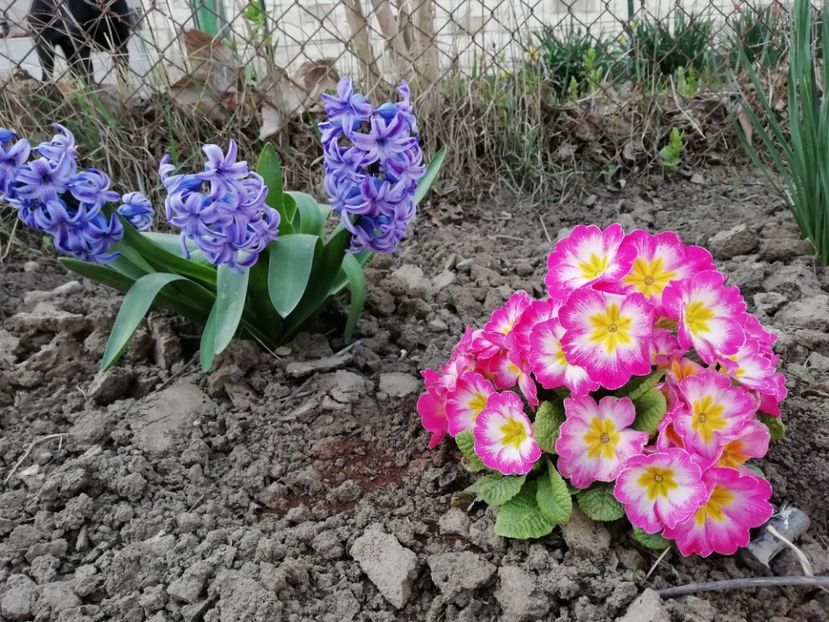 28.03 - gradina 2020