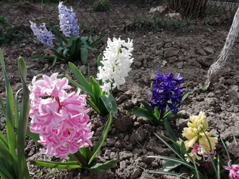 28.03 - gradina 2020