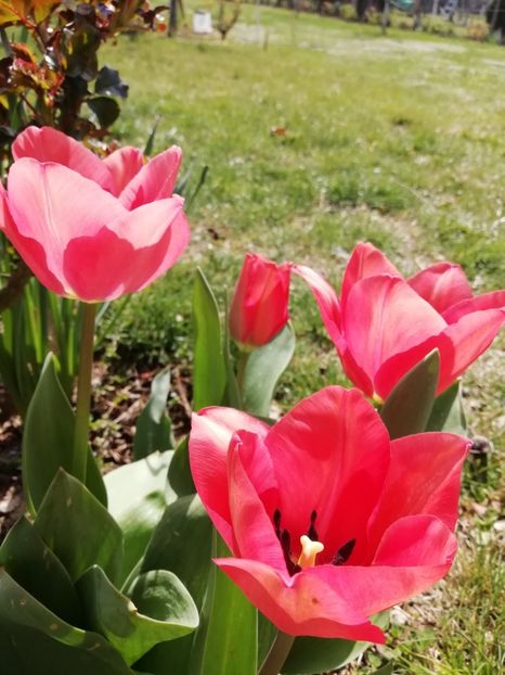 28.03 - gradina 2020