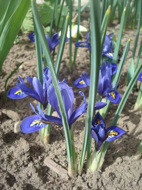  - 3 Irisi reticulata