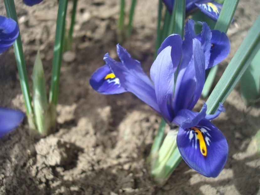  - 3 Irisi reticulata