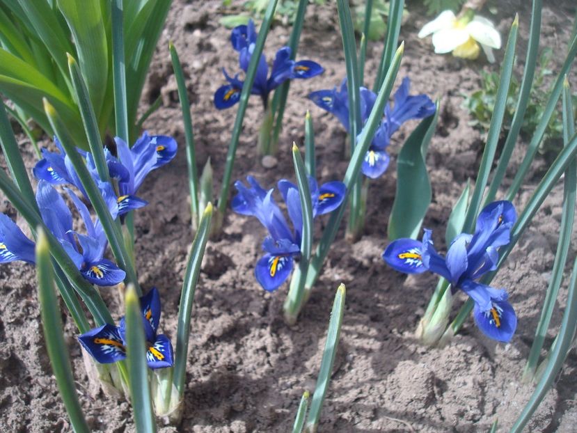  - 3 Irisi reticulata