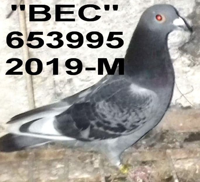 2019.653995- - 2 MATCA 2020