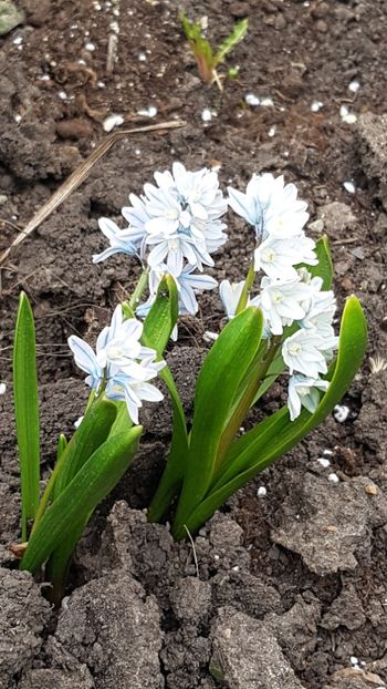 Pushkinia - Martie 2020