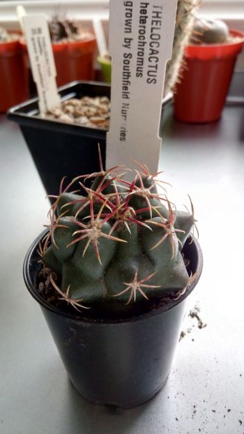 T. heterochromus longispinus - Thelocactus