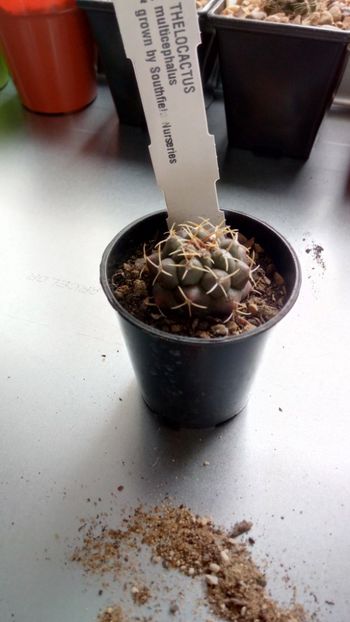 T.  rinconensis subs.multicephalus - Thelocactus