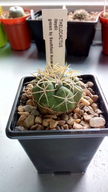 T. rinconensis - Thelocactus