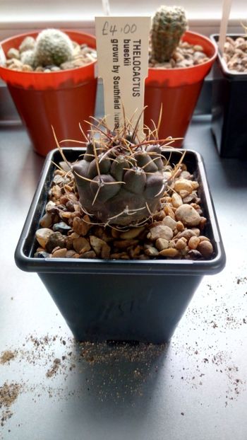 T.  tulensis subs. bueckii - Thelocactus