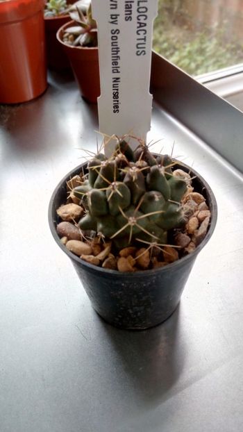 T. rinconensis subs. nidulans - Thelocactus