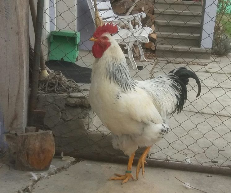  - 7 Plymouth rock Columbian 2018 -2021