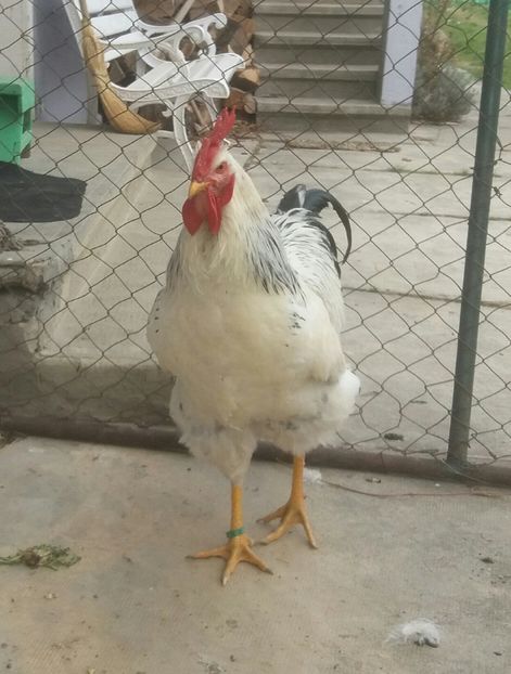  - 7 Plymouth rock Columbian 2018 -2021