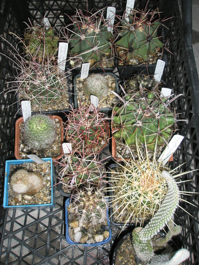 Ferocactusi - plantele dupa iarna 2010