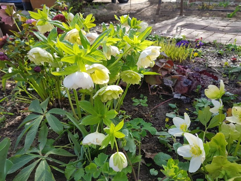  - 2020 Helleborus