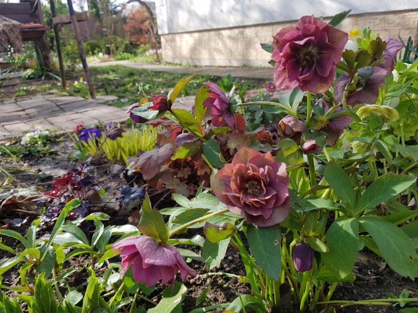  - 2020 Helleborus