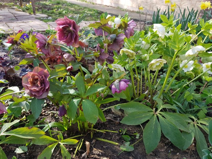  - 2020 Helleborus