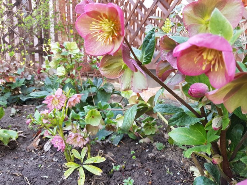 Ice N Roses Pink - 2020 Helleborus