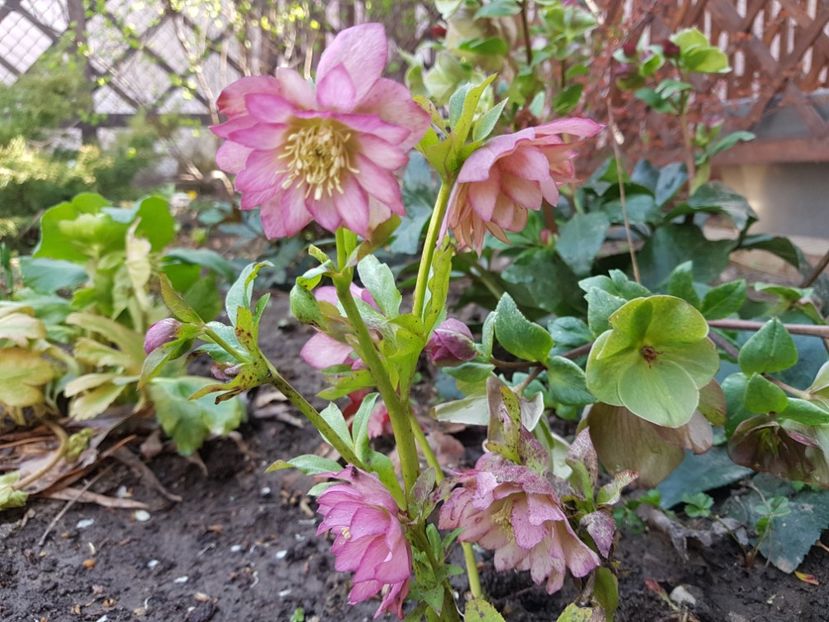 Double Ellen Pink  Anthesis 2020 - 2020 Helleborus