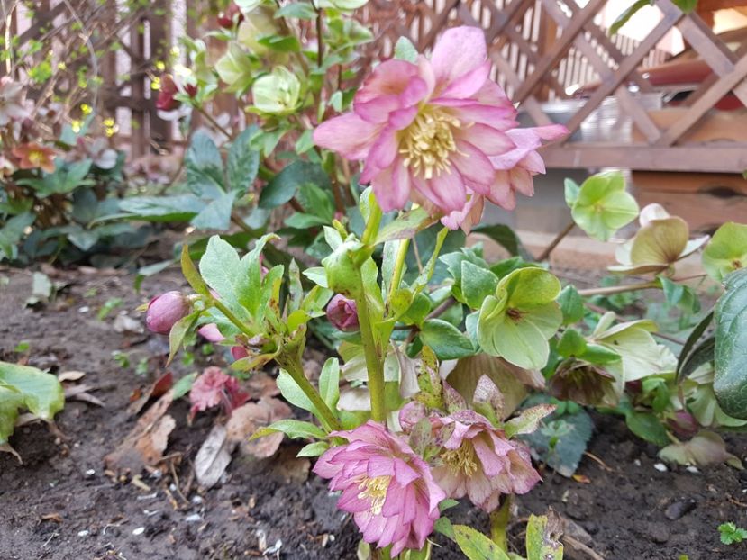  - 2020 Helleborus