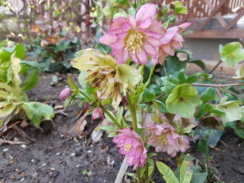  - 2020 Helleborus