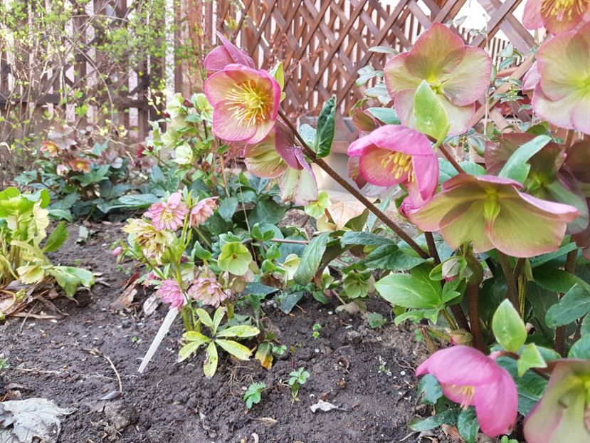  - 2020 Helleborus