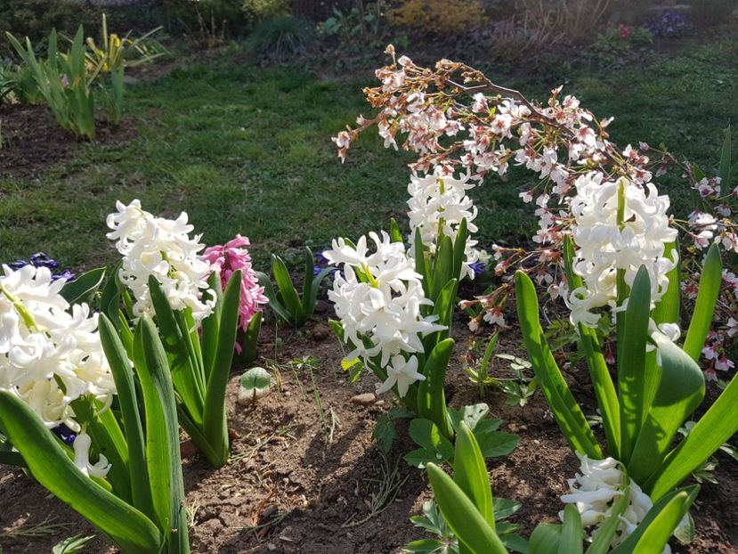 Prunus Kojo no mai - 2020 Martie