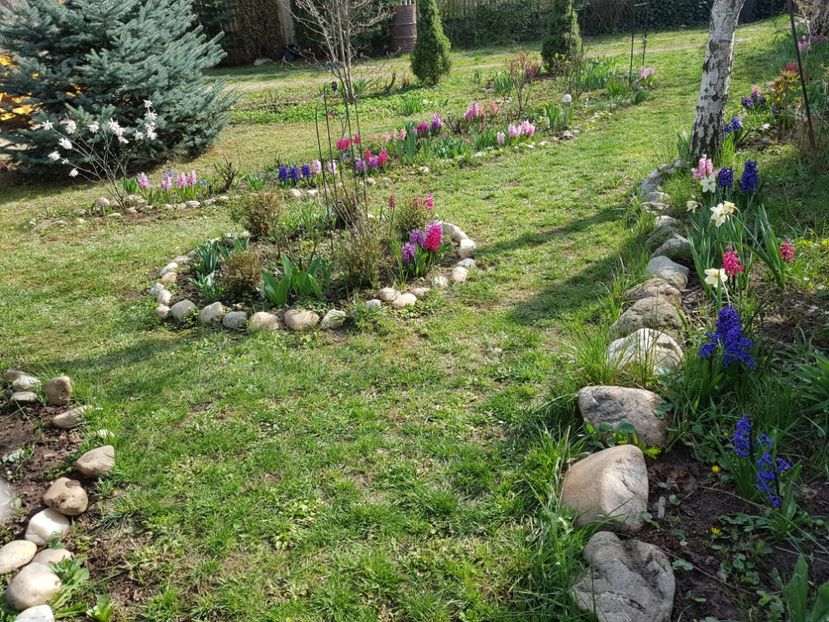 Zambile Blue Jacket - 2020 Martie