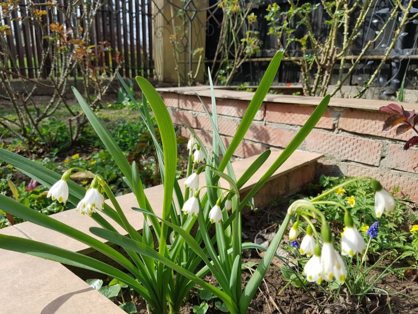 Ghiocei aestivum - 2020 Martie