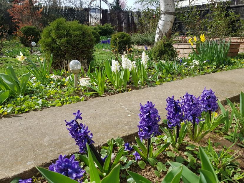 Zambile Marie si Aiolles - 2020 Martie