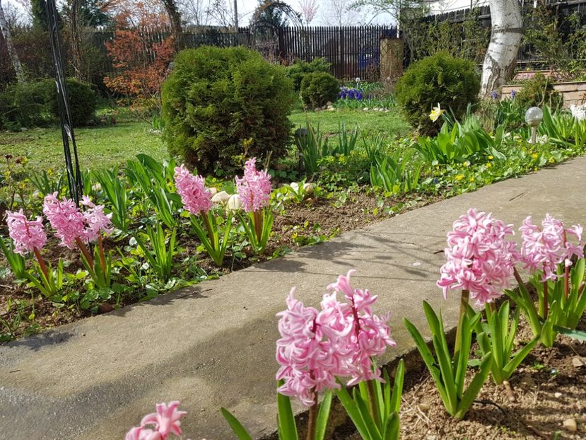 Pink Pearl - 2020 Martie