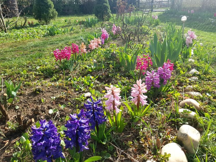 Marie, China Pink, Splendor Cornelia , Jan Boss - 2020 Zambile