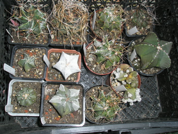 Astrophyti - plantele dupa iarna 2010