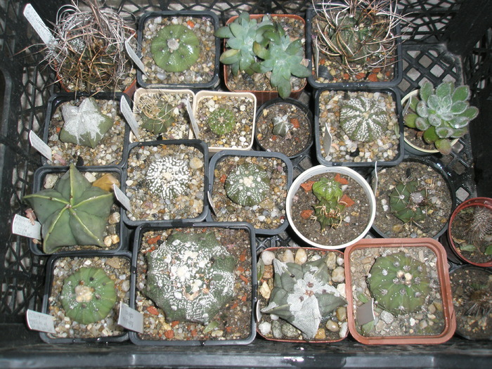 tot Astrophyti - plantele dupa iarna 2010