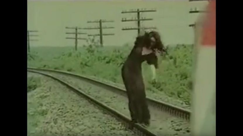 Stejar Extrema Urgenta - Stejar Extrema Urgenta 1974