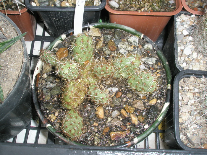 Opuntia arenaria care nu e de frig!