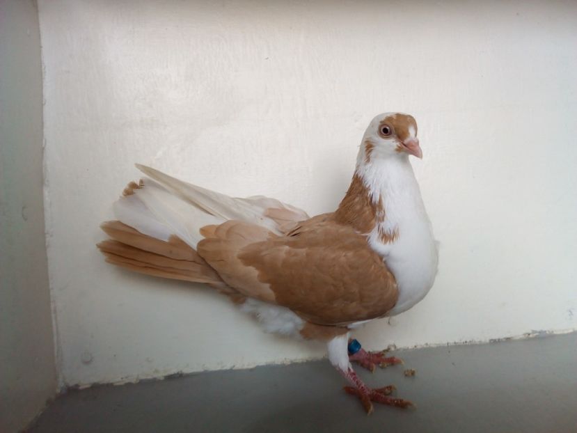  - PORUMBEI CARE MI AU APARTINUT