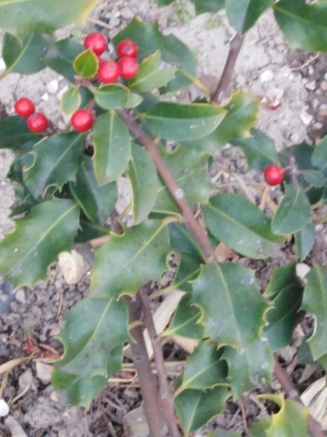 ilex - dragostea  de natura