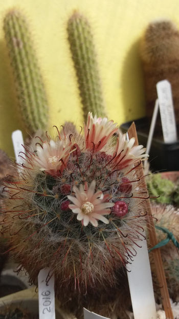  - cactusi si suculente 2020