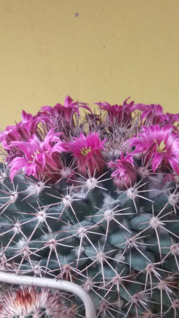  - cactusi si suculente 2020