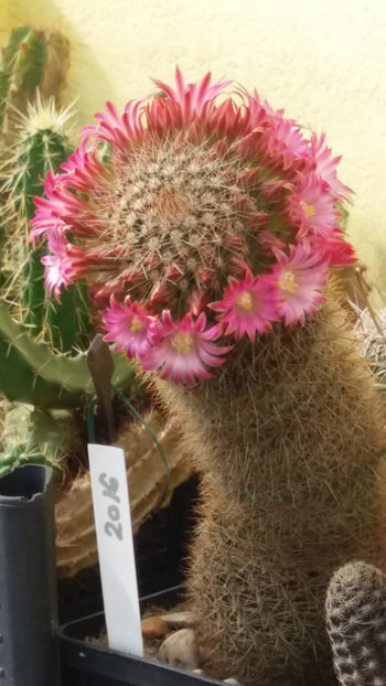  - cactusi si suculente 2020