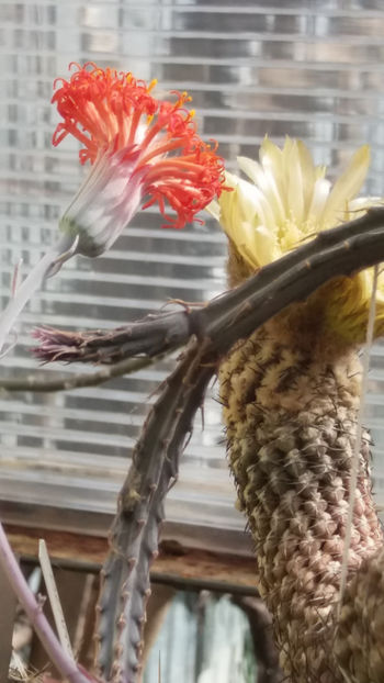  - cactusi si suculente 2020