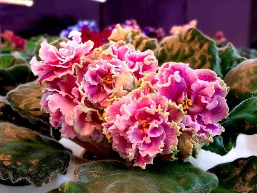 poza net - AV Bogemnaya Rapsodia