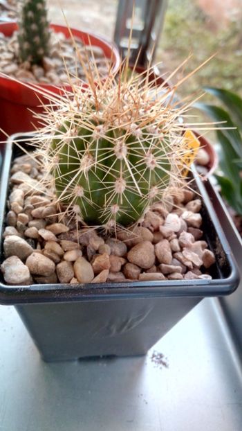 E. candicas - Echinopsis