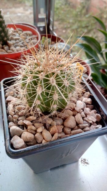 E. candicas - Echinopsis